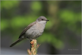 <p>PĚNICE POKŘOVNÍ (Sylvia curruca) /Lesser whitethroat - Klappergrasmücke/</p>